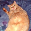 1730410787632.png