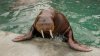 walrus.jpg