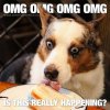 Cake Excited Dog Meme.jpeg