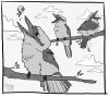 kookaburra.jpg