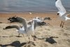 seagulls-catching-chip-fighting-over-chips-beach-nice-summers-day-156608078.jpg