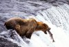 Z9270157-Brown_bear_catching_salmon.jpg
