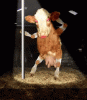 cow-dance.gif