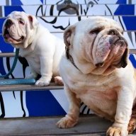 Dogs Of War