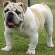 RookieDog