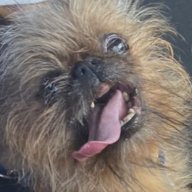 Bazildog