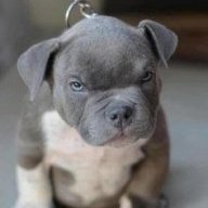 Dogzzz of War