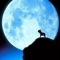 BluemoonBulldog