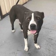 Dog 2195