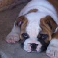 bulldogchook