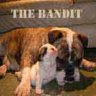 The Bandit