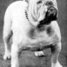 Old Bulldog