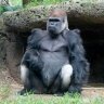 GirthGorilla
