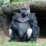 GirthGorilla