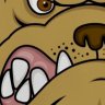 No1 DOG