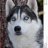 dogslyfe