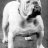 Old Bulldog