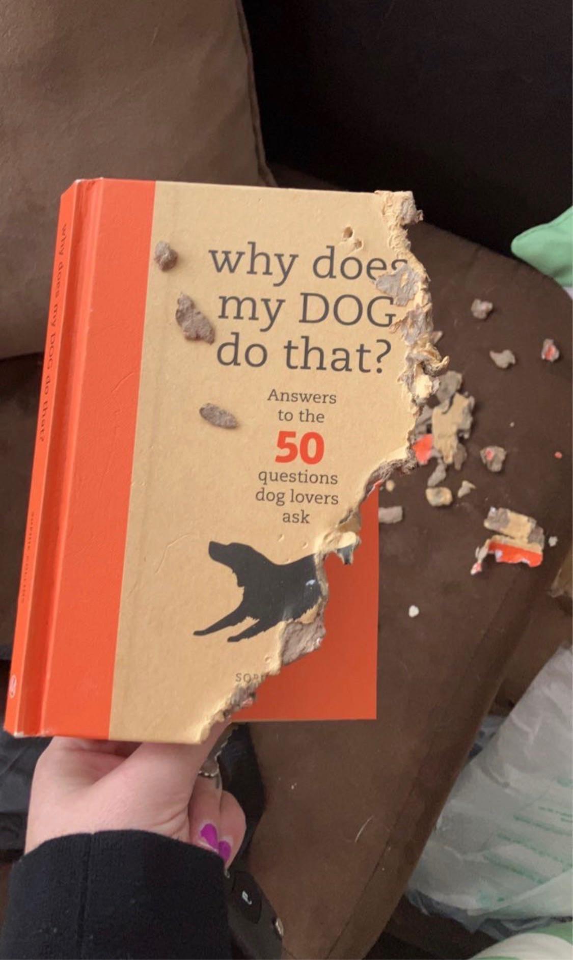 Dog Book.jpg