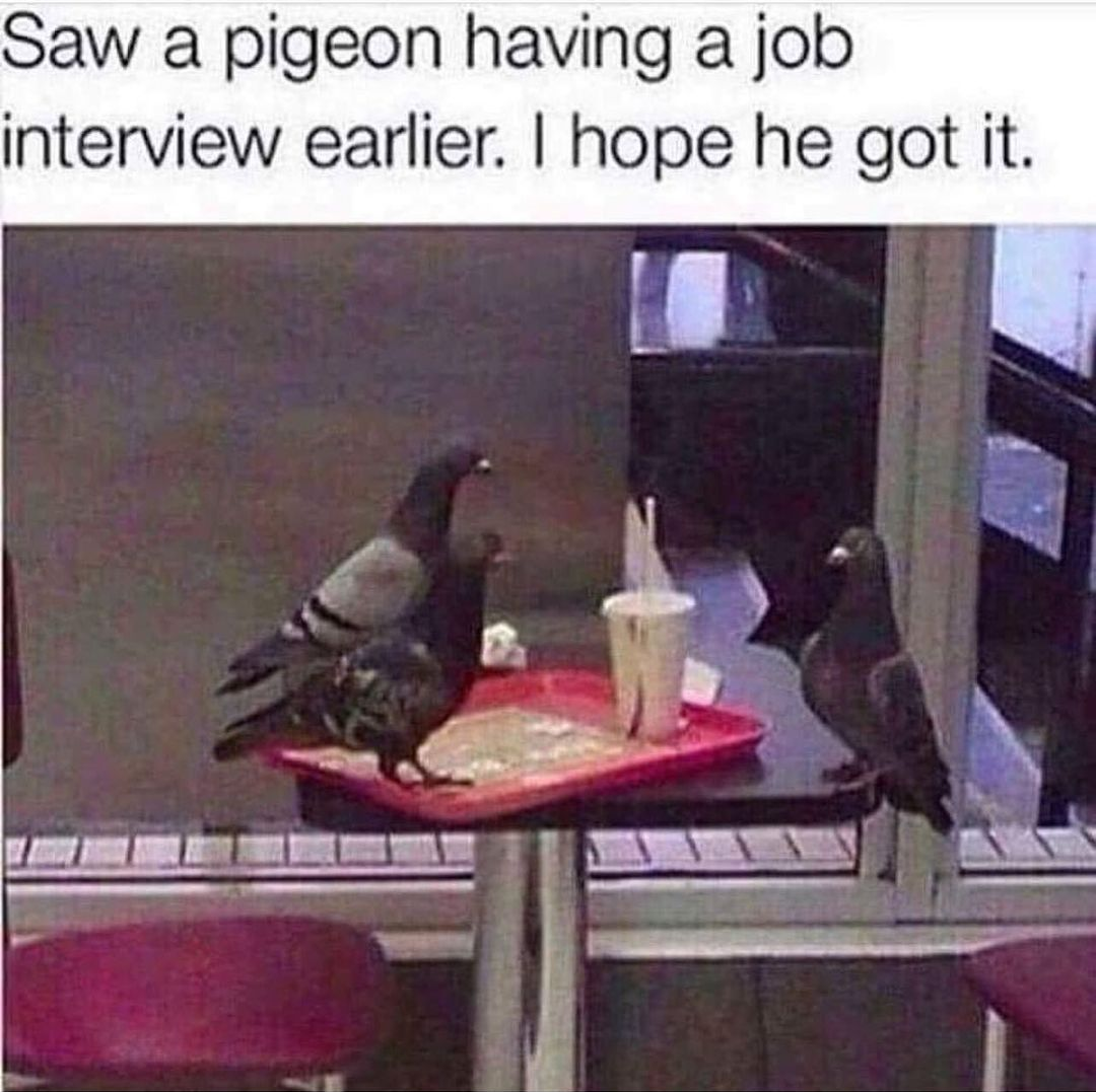 pigeons.png