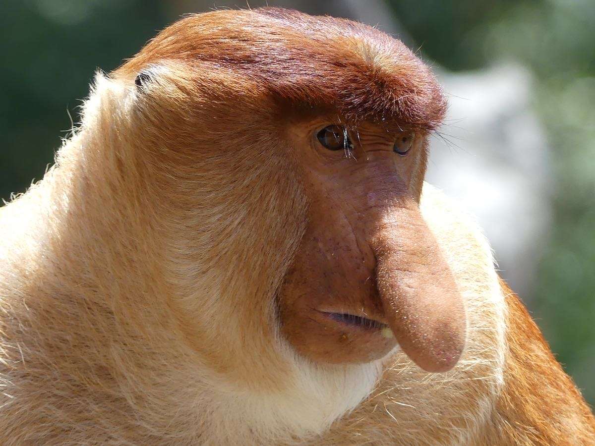 proboscis-monkey.jpg