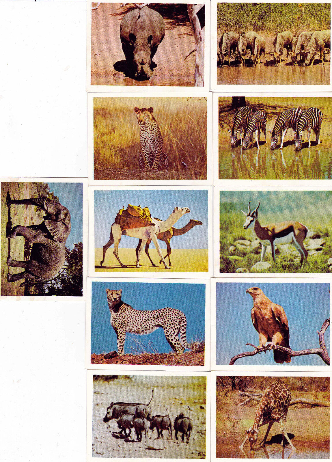 Safari cards 1.jpg