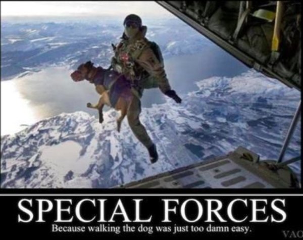 service-dog-memes-always-bring-out-the-smiles-8.jpg
