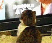 1218806233932.gif