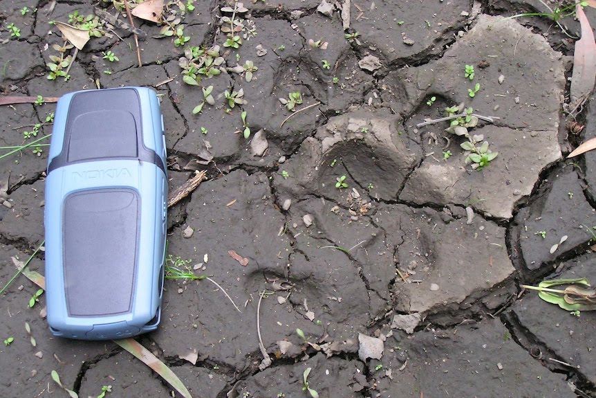 Big cat paw print in mud.