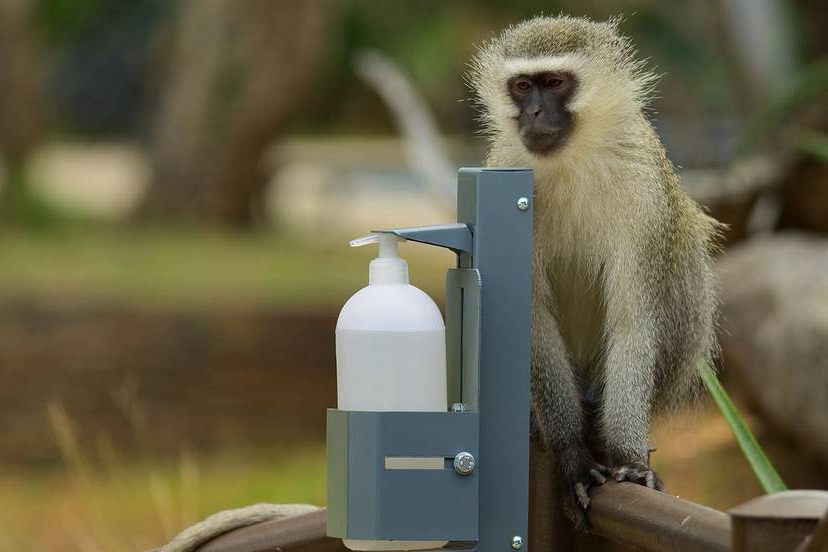 A film still of a vervet monkey sitting near hand sanitiser from The Year Earth Changed