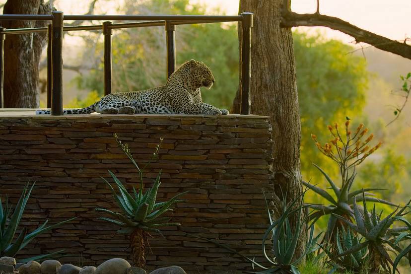 A film still of a leopard in a luxury resort in Mpumalanga from The Year Earth Changed