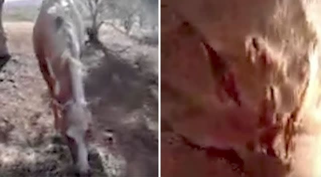 The horse (left) with some of its wounds (right). Source: Youtube/ PantherPeople